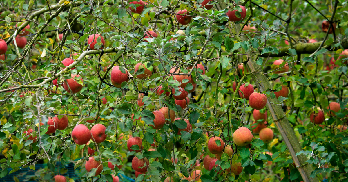 Orchard image of apples from Canva