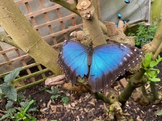 Butterfly