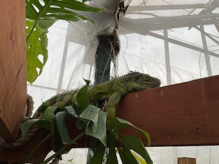 Lizard