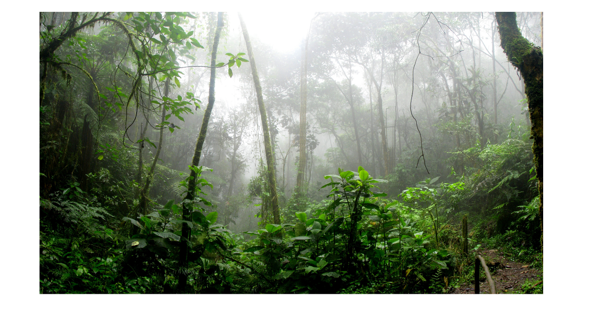 Rainforest