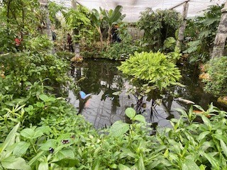 pond